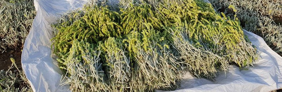 Greek Mountain Tea – Malotira Sideritis Syriaca, 460g (16.2oz) Harvest 2025