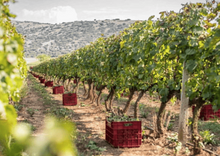 Load image into Gallery viewer, Red wine Mama Pelagia