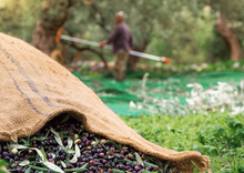 Load image into Gallery viewer, Throumba Wrinkled Olives 500gr