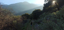 Load image into Gallery viewer, Olive oil tasting experience in the nature