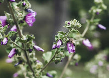 Φόρτωση εικόνας στο εργαλείο προβολής Συλλογής, Thyme Pine honey of Crete 250gr