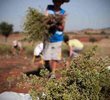 Load image into Gallery viewer, Wild oregano of Crete 45gr