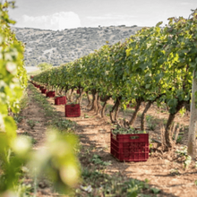 Φόρτωση εικόνας στο εργαλείο προβολής Συλλογής, Raki with honey 500ml