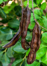 Load image into Gallery viewer, Balsamic Vinegar sauce with carob syrup 250ml