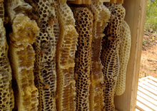 Φόρτωση εικόνας στο εργαλείο προβολής Συλλογής, Thyme Pine honey 500gr