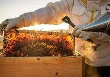 Φόρτωση εικόνας στο εργαλείο προβολής Συλλογής, Balsamic vinegar with honey 250ml