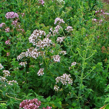 Load image into Gallery viewer, Wild oregano of Crete 45gr