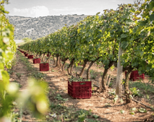 Load image into Gallery viewer, Aged Raki 500ml