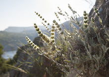 Φόρτωση εικόνας στο εργαλείο προβολής Συλλογής, Malotira mountain tea 30gr