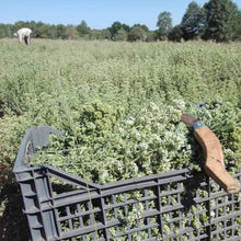 Load image into Gallery viewer, Wild oregano of Crete 45gr