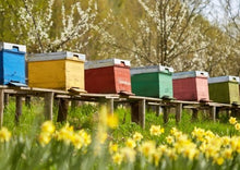 Φόρτωση εικόνας στο εργαλείο προβολής Συλλογής, Thyme Pine honey 500gr