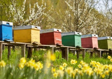 Φόρτωση εικόνας στο εργαλείο προβολής Συλλογής, Thyme Pine honey of Crete 250gr