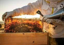 Φόρτωση εικόνας στο εργαλείο προβολής Συλλογής, Thyme Pine honey of Crete 250gr