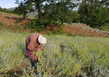 Φόρτωση εικόνας στο εργαλείο προβολής Συλλογής, Malotira mountain tea 30gr