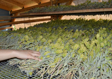 Φόρτωση εικόνας στο εργαλείο προβολής Συλλογής, Malotira mountain tea 30gr