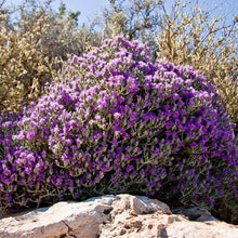 Load image into Gallery viewer, Dittany (Díktamo or Érontas) 125gr