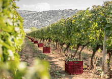 Φόρτωση εικόνας στο εργαλείο προβολής Συλλογής, Organic dry white wine Vidiano 750ml