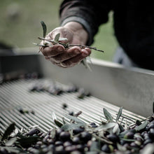 Load image into Gallery viewer, Extra virgin olive oil infused by oregano aromas 100ml