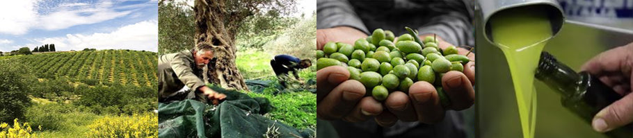 What Is Cold Pressed Olive Oil?