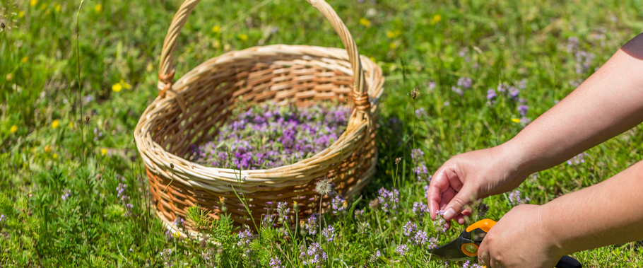 Wild Herbs of Crete