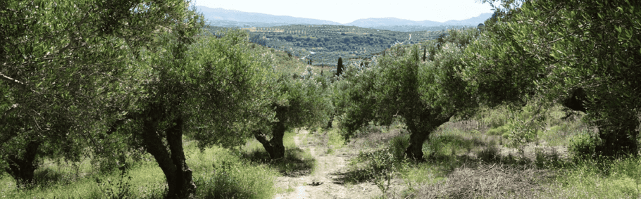 Azilakas Forest Hiking Adventure
