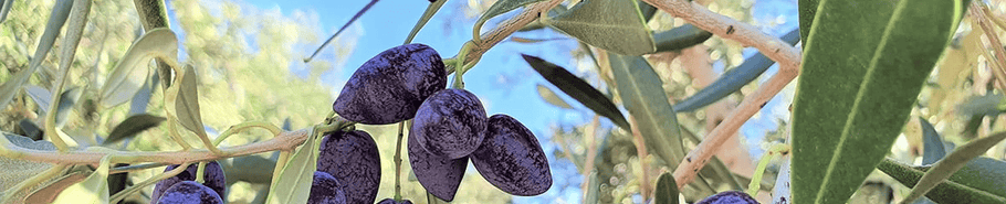 Cretan Throumba Olives with Mama Pelagia