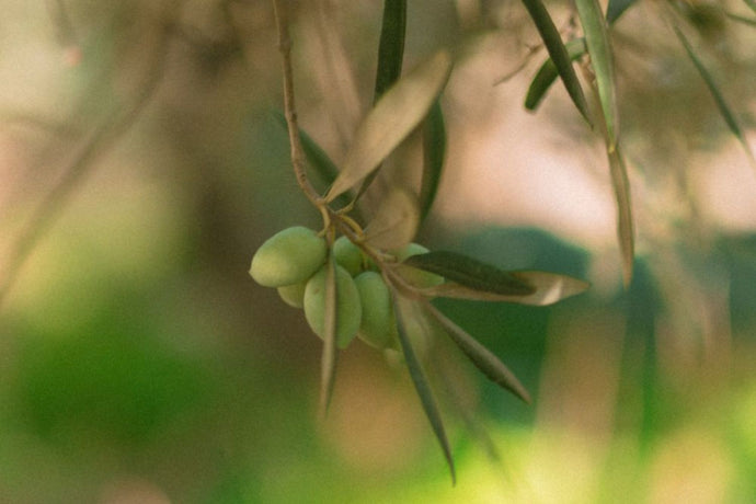 The Olive Harvest Has Begun — A New PATIMA Season Is Here