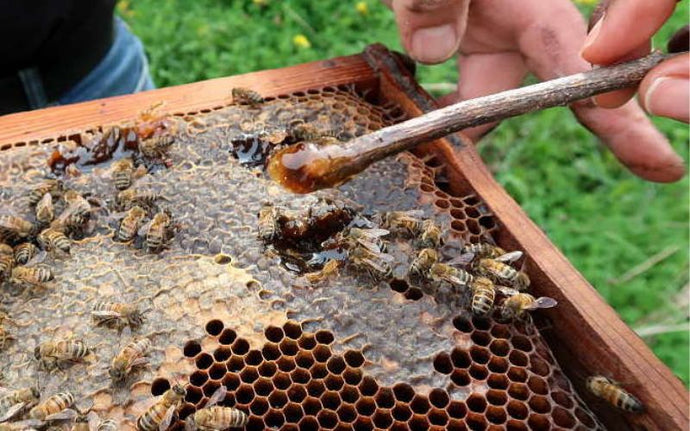Why Choose Cretan Thyme Honey