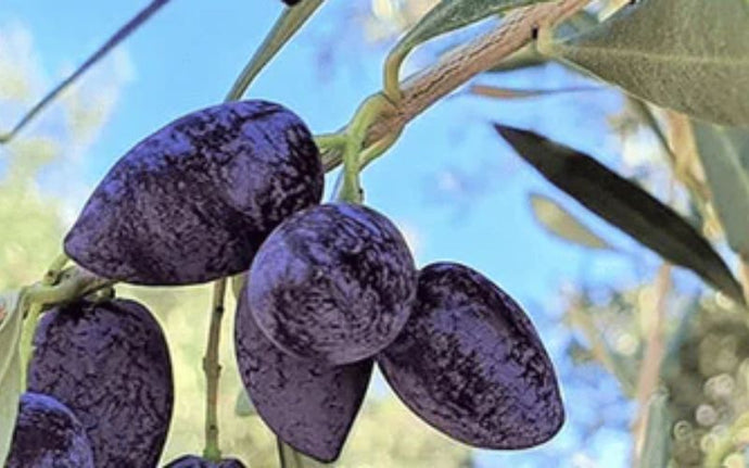 Cretan Throumba Olives with Mama Pelagia