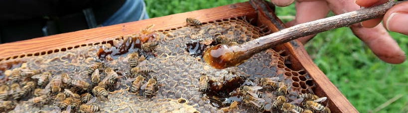 Why Choose Cretan Thyme Honey