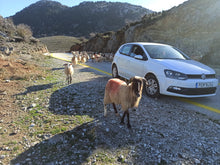 Φόρτωση εικόνας στο εργαλείο προβολής Συλλογής, Olive oil tasting experience in the nature
