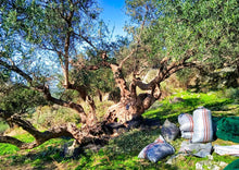 Φόρτωση εικόνας στο εργαλείο προβολής Συλλογής, 500ml Extra virgin olive oil glass bottle
