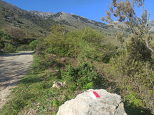 Φόρτωση εικόνας στο εργαλείο προβολής Συλλογής, Olive oil tasting experience in the nature
